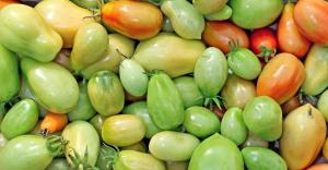 Al in oktober, maar de tomaten nog groen? Hoe kan hun rijping te versnellen?