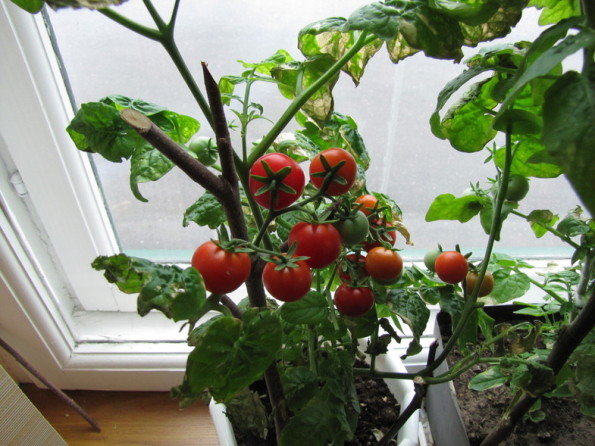 gezocht tomaten