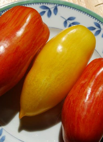 Variëteiten van tomaten banaan benen (geel getoond)