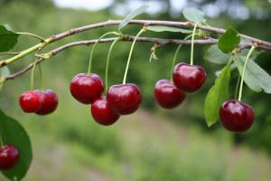 Om cherry goede vrucht in het komende jaar: Hoe kan ik bemesten en te beschermen tegen knaagdieren
