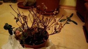 Waarom azalea bladeren verdorren en vallen af, en hoe de plant te redden?
