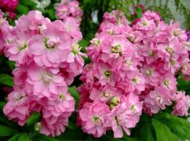 Top 8 van geurige bloemen voor bloembedden