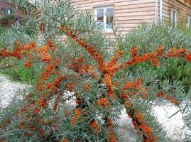 Vaste plant struiken voor de tuin