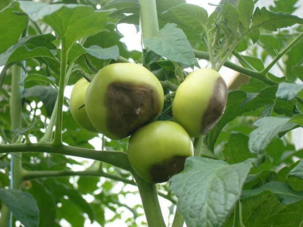 Roestend bush tomaten