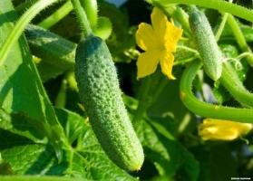 Wat voor soort kunstmest te gebruiken voor komkommers tijdens de bloei en vruchtvorming