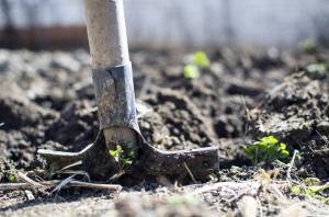 Waarom is het nodig om de aardappel graven gebied te maken in de herfst