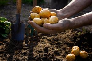 Vyraschivenie verbod op aardappelen. Waarheid of fictie?