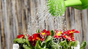 Hoe kunnen de planten voor een snelle groei en rijke bloei water
